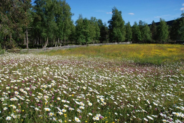 Haukåsengi på De Heibergske Samlinger - Sogn Folkemuseum