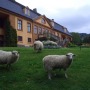 Sauer framfor hovedbygningen